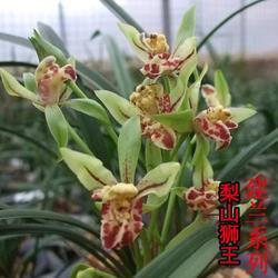 苦打成招