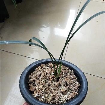 别有用心