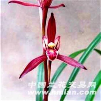 无可置辩