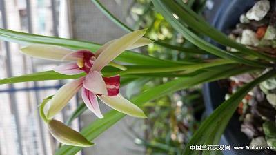 一哄而上
