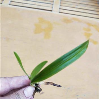 敷衍搪塞