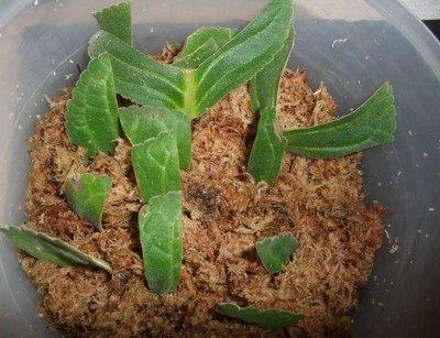 伤感的句子美文欣赏_欣赏花的伤感句子