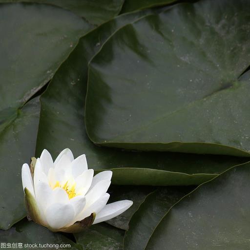 胡诌乱道