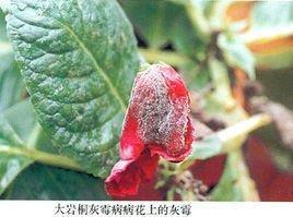 以进为退