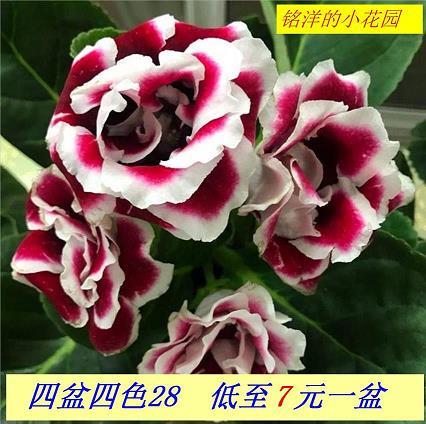 不远万里