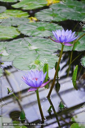 斫琱为朴