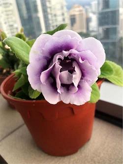 没可奈何