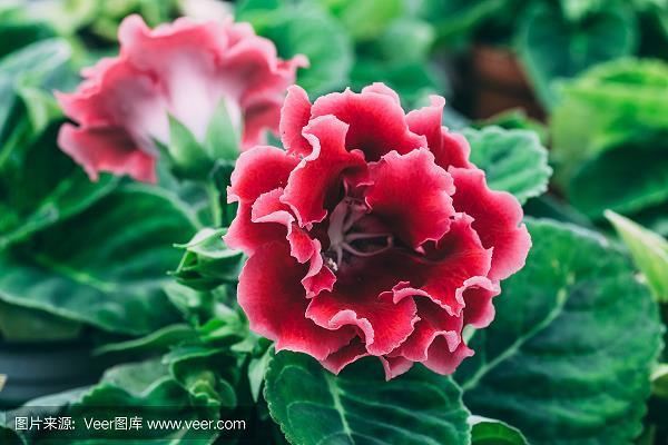 吹花嚼蕊