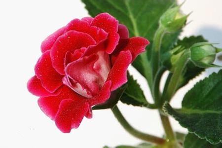 悬圃蓬莱