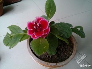 柳烟花雾