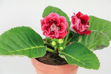 爨桂炊玉