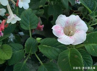 礼仪之邦
