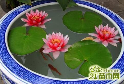孝悌忠信