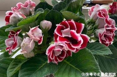 红杏出墙