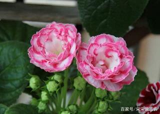 贤母良妻