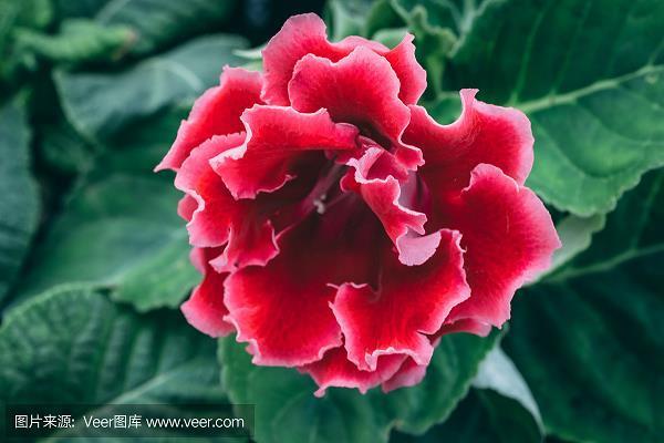 率尔操觚