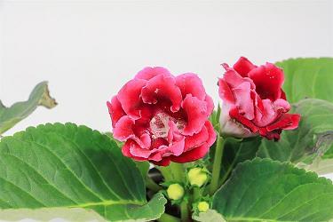 平易近人