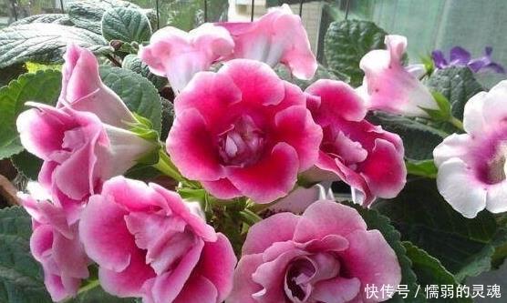 不知高下
