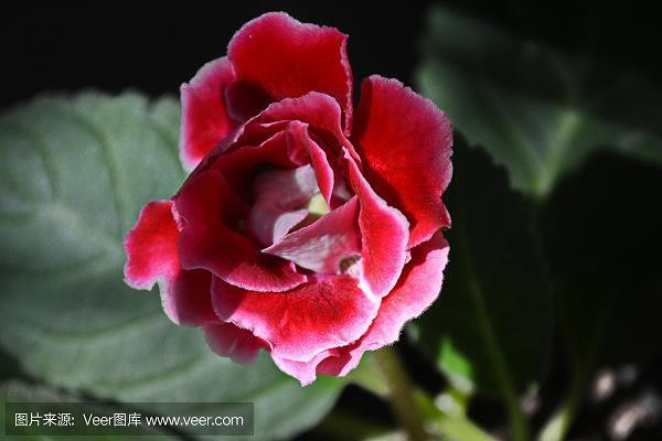 烂若披掌