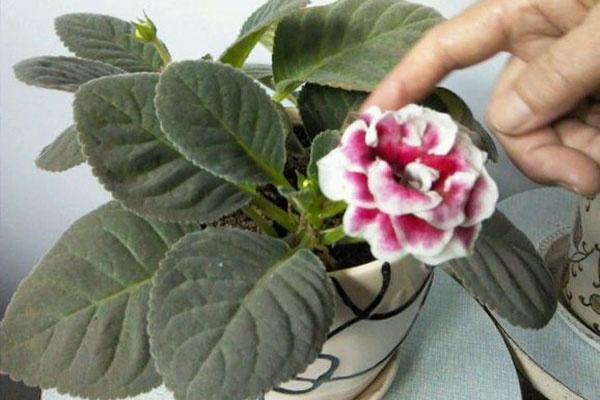 石枯松老