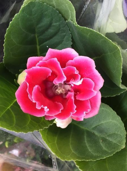 藉草枕块