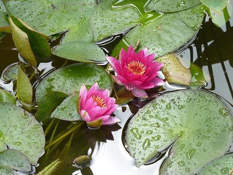 两耳塞豆