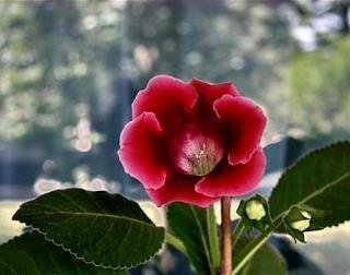 画虎类狗