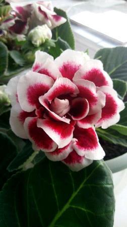 折冲御侮