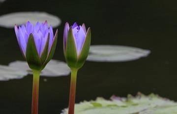 意转心回