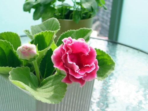 仰承鼻息