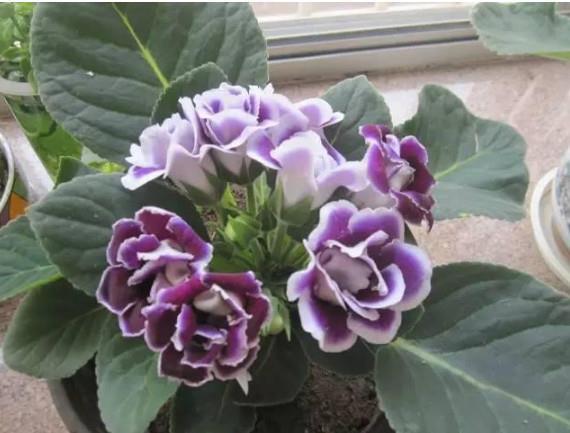 纷纷洋洋