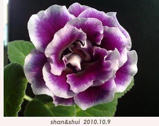 赏不逾日