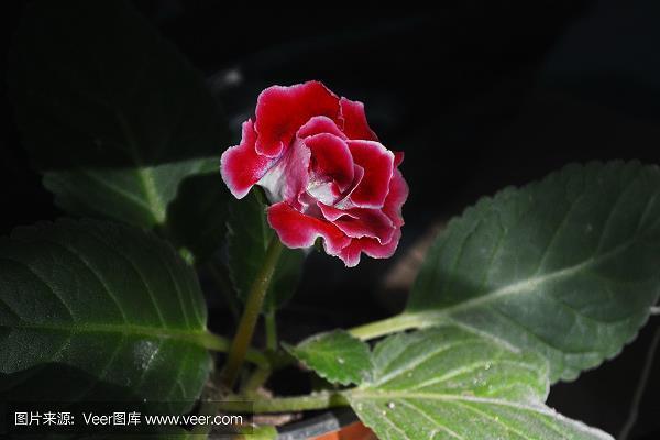有负众望