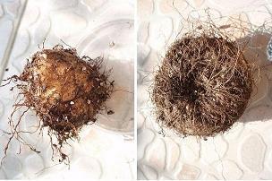 鹪鹩一枝