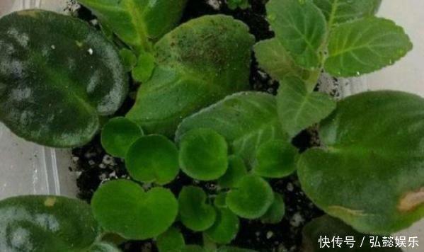 撞钟吹螺