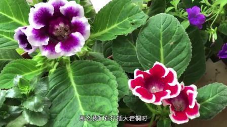 青梅竹马