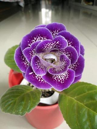易子析骸