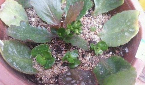 瓮里酰鸡