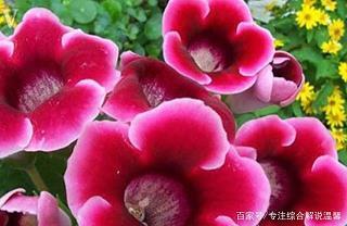 姑息养奸