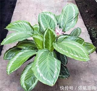牵物引类