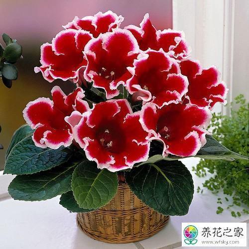 虚誉欺人