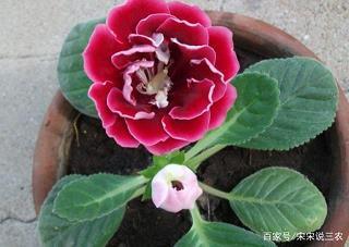 沾花惹草