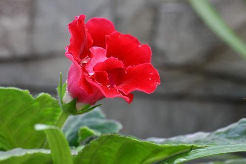 手足重茧