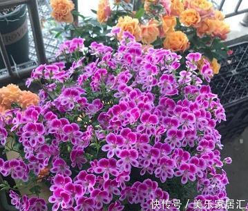 依希犹记