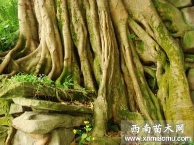 矢无虚发