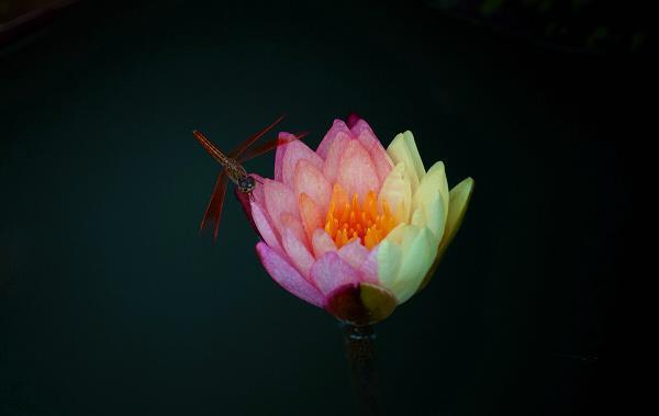 积案盈箱