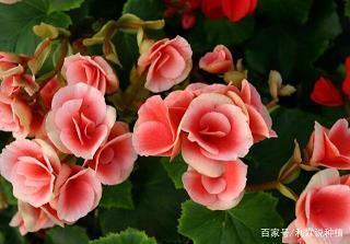 数米而炊