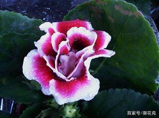 骐骥过隙