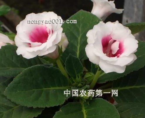 化民成俗