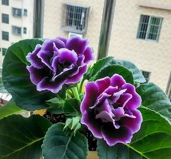 同心合胆
